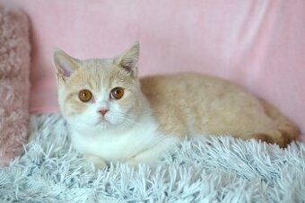 Britský kocourek Rendlík