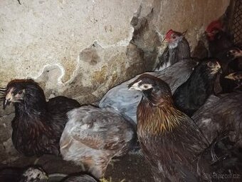 Slepice perličky, holubi