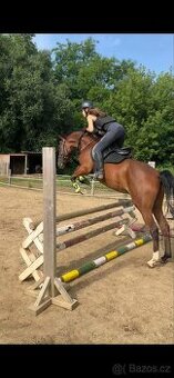 Prodám valacha Český sportovní pony,