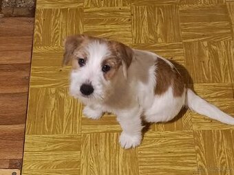 Jack Russell teriér.