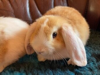 ROZTOMILÁ MIMINKA - ZB/ML akorát k odběru