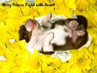 Australský ovčák s PP