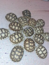 Suchozemské želvy plus komplet vybavená terária - 1