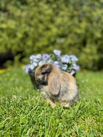 Zakrslý králík - Minilop