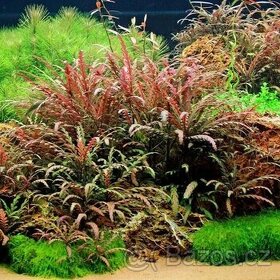 Akvarijni rostliny - Hygrophila Pinnatifida