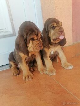 Bloodhound - 1