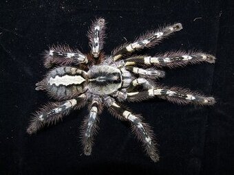 Poecilotheria striata