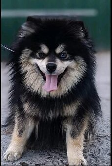 Pomsky / pomeranian / Husky