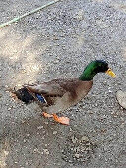 Nasadová vejce