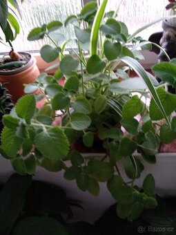 Rymovnik eukalyptus