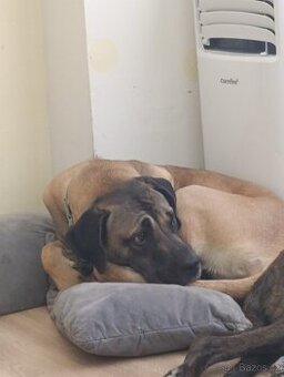 Prodám psa Kanárské dogy - štěně