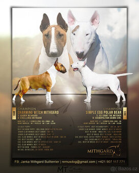 Bullterrier, Bullterier, Bulterier - 1