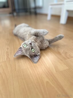 Devon Rex