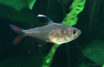 Tetra ozdobná | Hyphessobrycon rosaceus