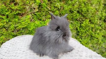 Zakrslý králík, králíček - TEDDY - OLAF, OLIVER, OLINA