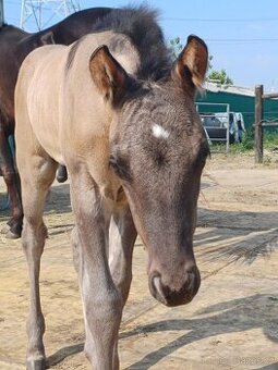 LUXUSNÍ AQHA GRULLO HOMOZYGOT NA ČERNOU