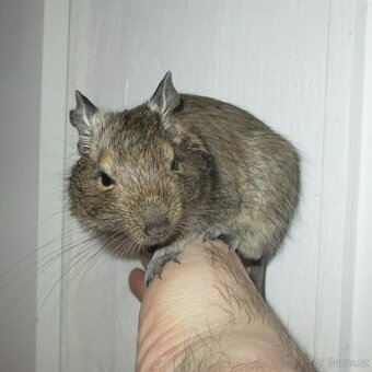 Osmák Degu - mláďata