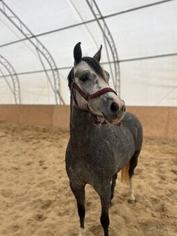 Pony kobylka aj pre najmenších