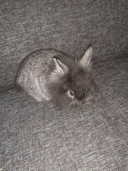 Zakrslí Králík