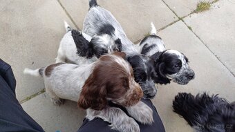 Anglický kokršpaněl