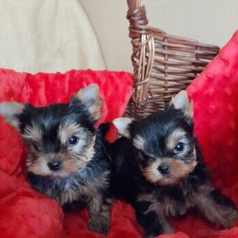 Jorkšírský teriér