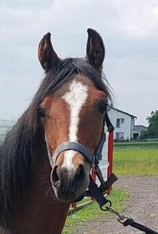 Prodám valacha x APH