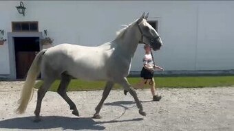 Starokladrubský valach