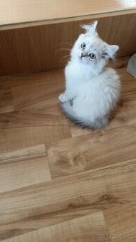 Britská koťátka  s PP