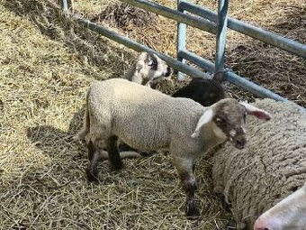 2 beránci Suffolk - Čertík a Puntík