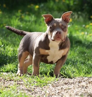 Fenka American Bully pocket