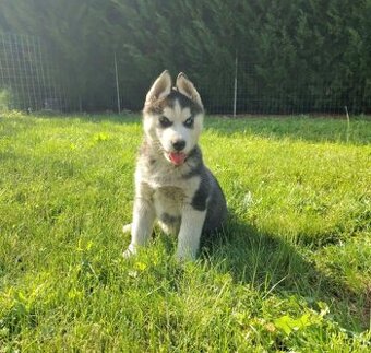 Sibiřský husky s PP