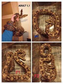 1,2 Boa sigma - Tarahumara CB 7/23