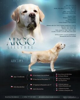 KRYTÍ - labradorský retriever s PP