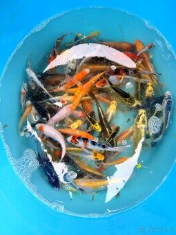 Koi 5-15cm