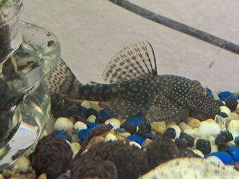 Ancistrus