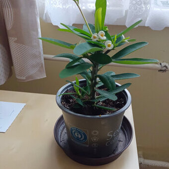 Trnová koruna ( euphorbia milli) - 1