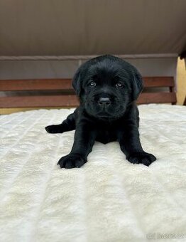 Labradorský Retriever s PP