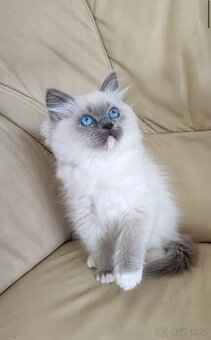 Ragdoll bez PP - 1