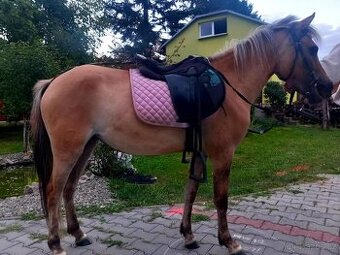 Tříletá klisna pony