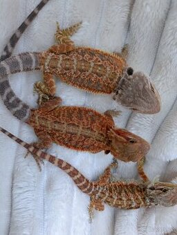 Agama vousata