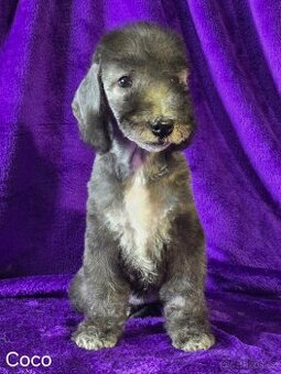 Bedlington teriér