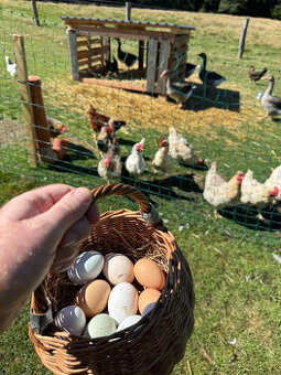 První jarní prodej kuřic 25.2.26 Borohrádek