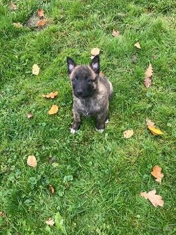 Prodám štěňátka