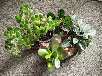 Mix pokojových rostlin