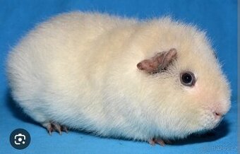 Morče s PP Anglicky Rex