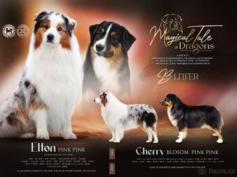 Australští ovčáci – dostupné štěňata s PP - 1