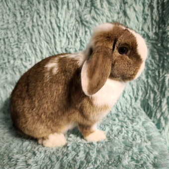 Zakrslý beránek 🍀 QUIN 🍀velmi kontaktní