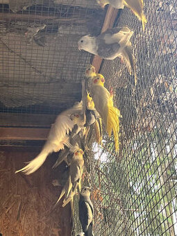 loňské korely - různé barvy - 1