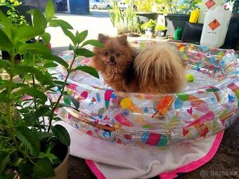 Pomerian pejsek s PP / Pomeranian