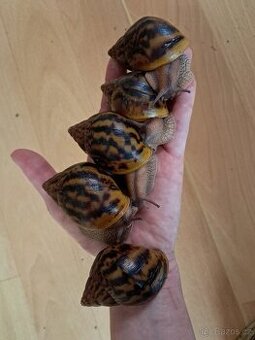 Africký šnek  Achatina Achatina Ghana F1